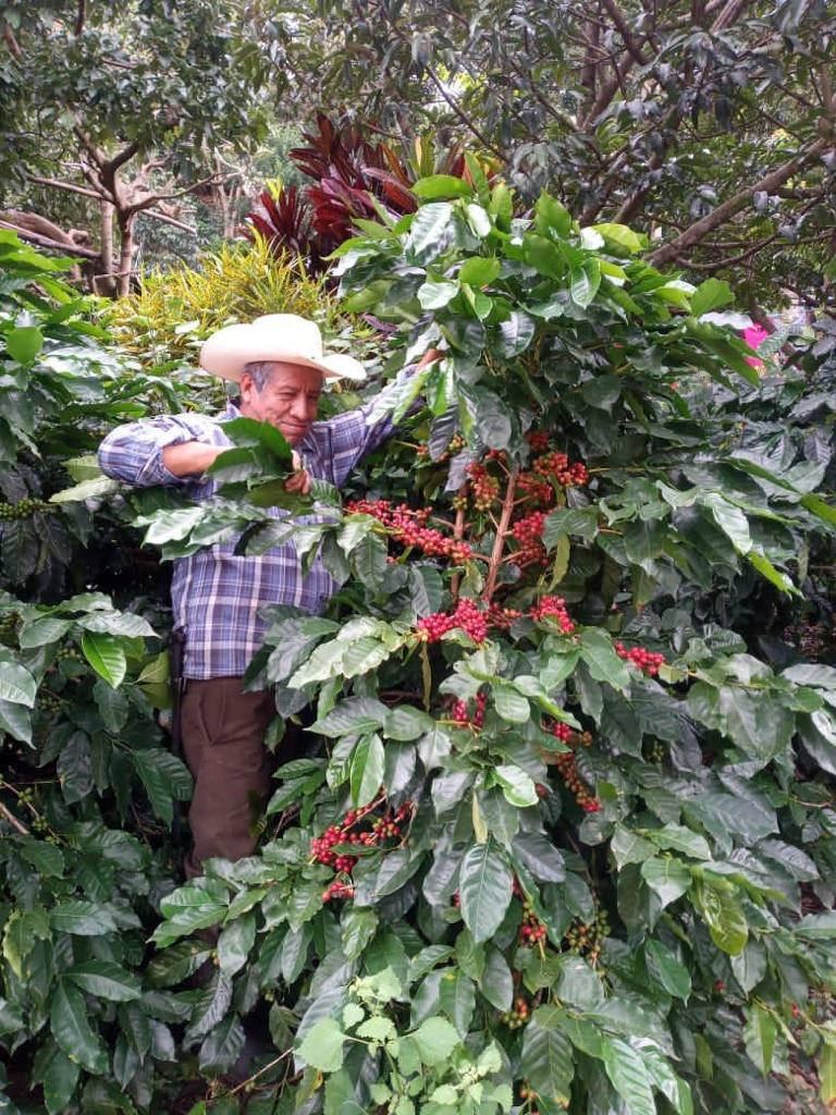 Cafetal de altura en Chiapas