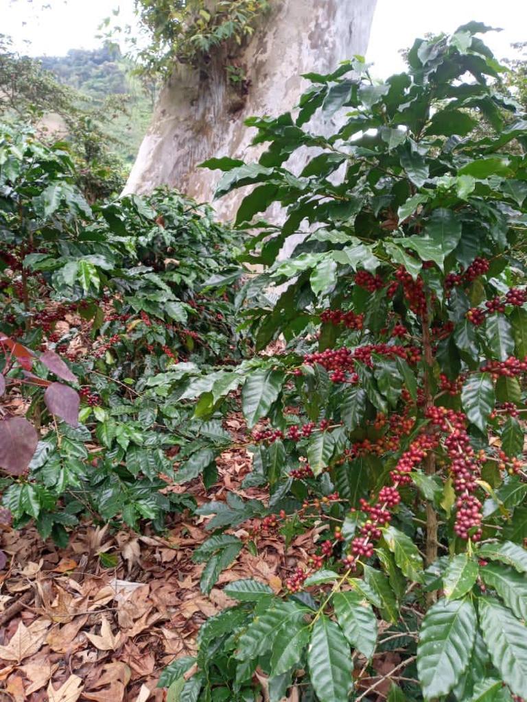 Proceso de tueste de café Tacan Ep