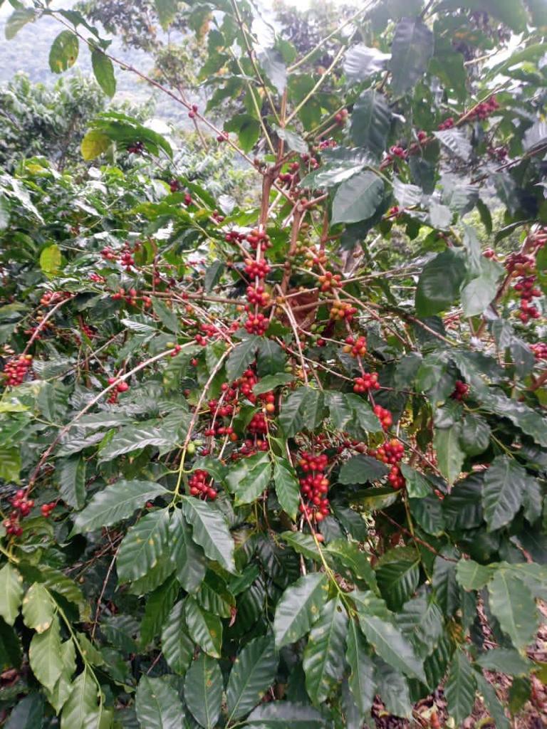Cosecha de café de altura